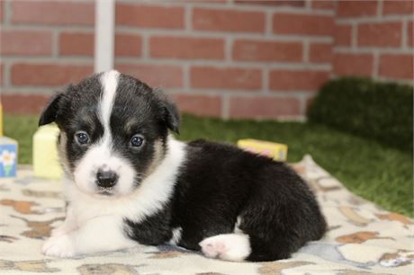 Pembroke Cardigan Corgi Female 3175