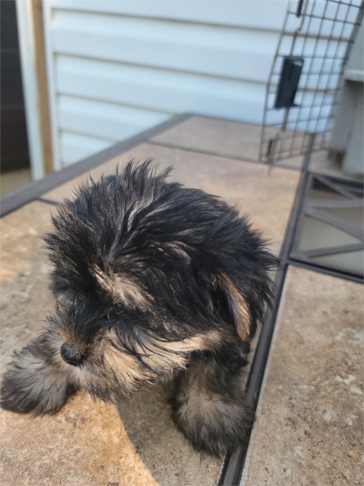 AKC.  MALE. As 8/14.     2lb 5 oz