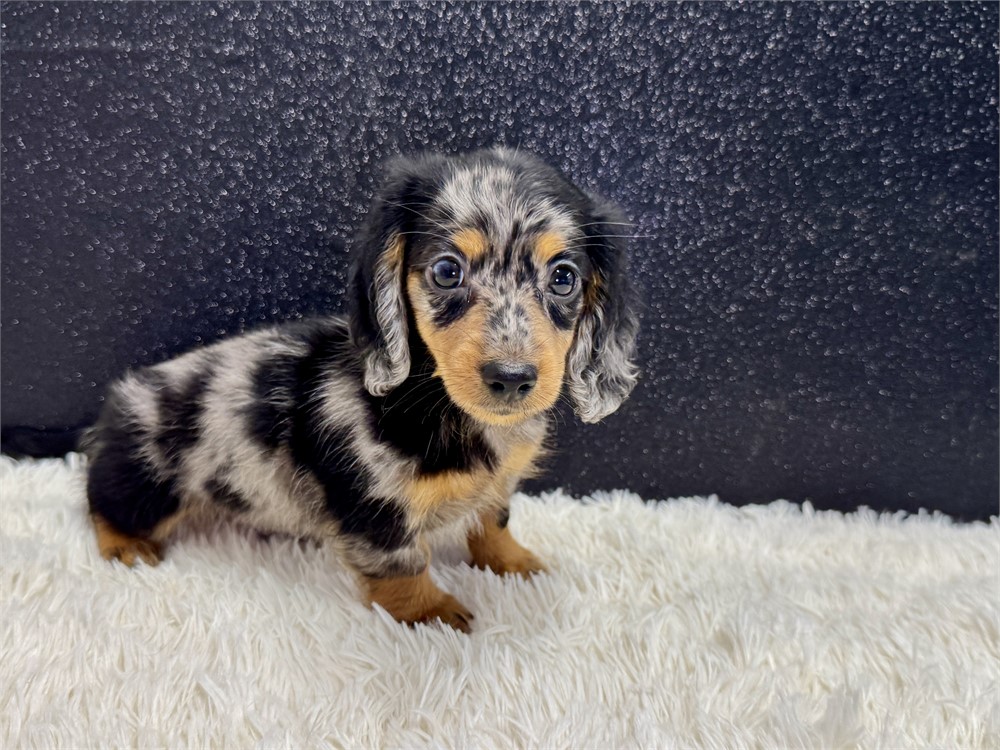 SMALL Male Miniature Dachshund- Long Coat
