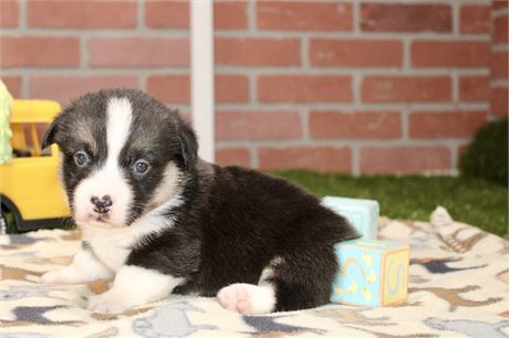 Pembroke Cardigan Corgi Male 3171