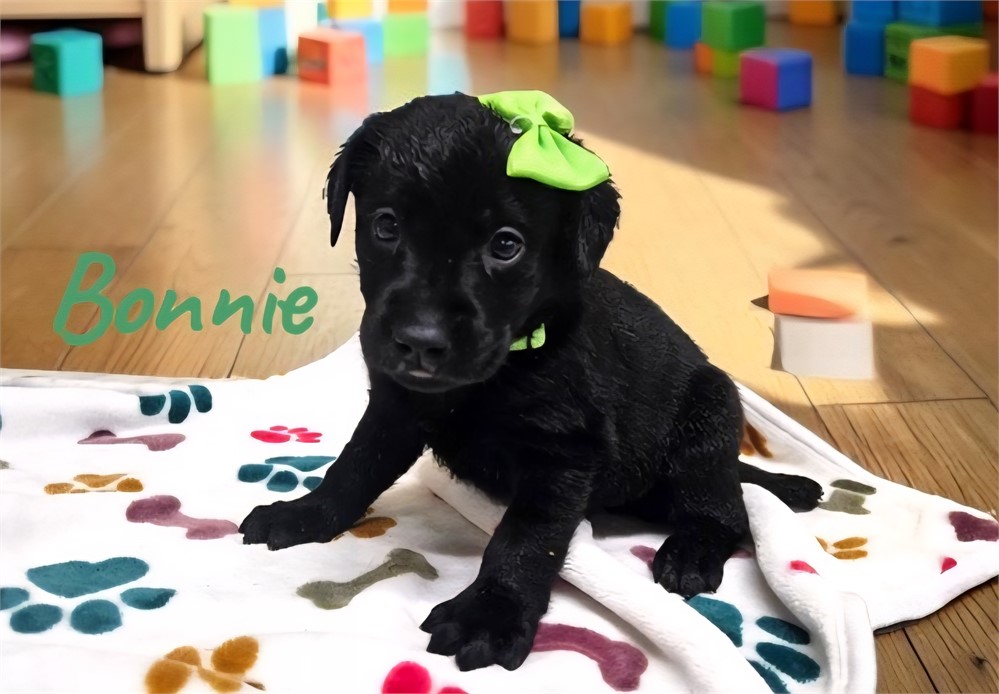 AKC Female Black Lab