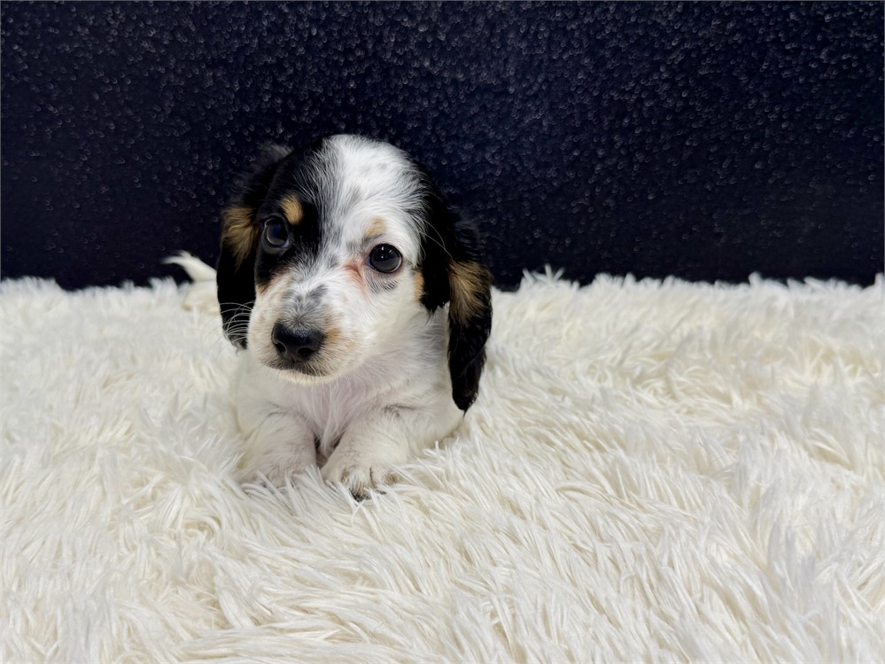 Male Long Hair miniature dachshund