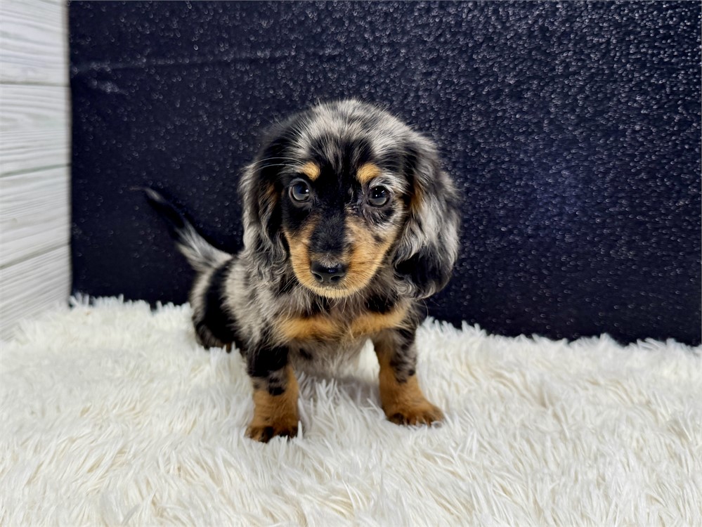 Male Miniature Dachshund- Long Coat