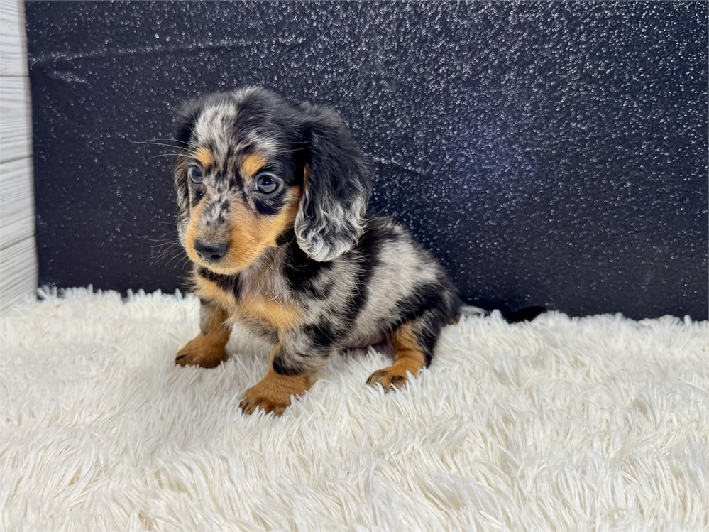 SMALL Male Miniature Dachshund- Long Coat