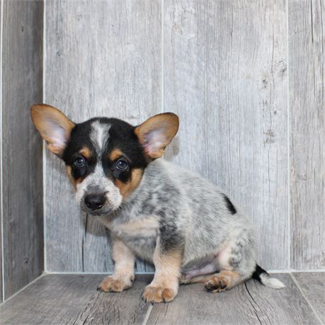 26155-02 Cowboy Corgi