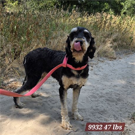 Bernedoodle CAL's Riata