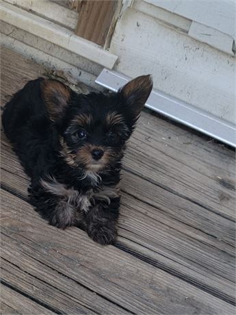 AKC.  MALE. 1LB 1oz