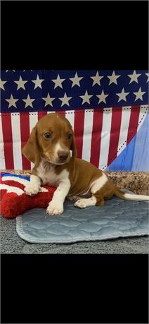 AKC Dachshund Male #1