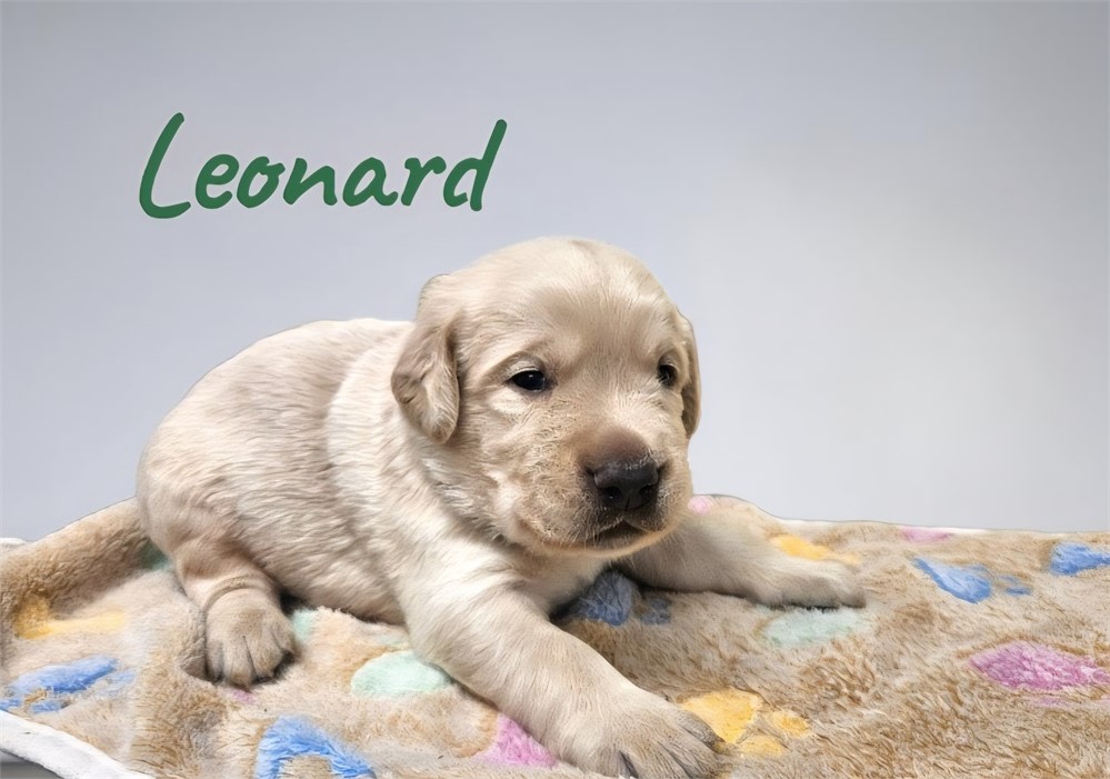 AKC Male Yellow Lab