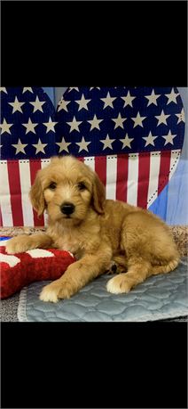 Standard Goldendoodle Female #1