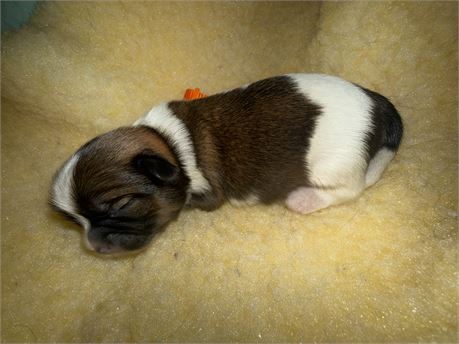AKC -great markings & build