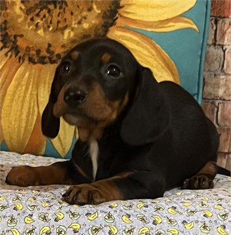 Mini Dachshund - Terrance