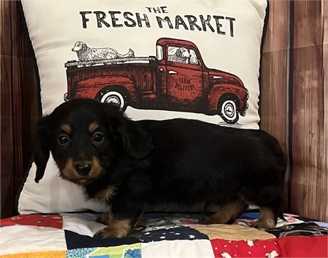 Mini Dachshund - Leonard