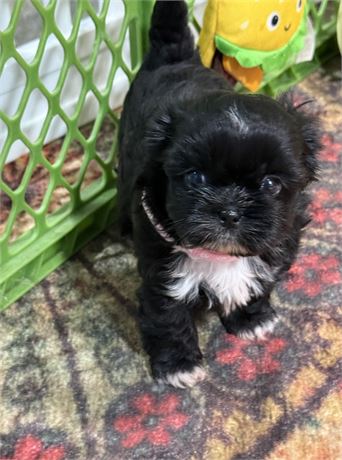 Tiny Chi-Shih