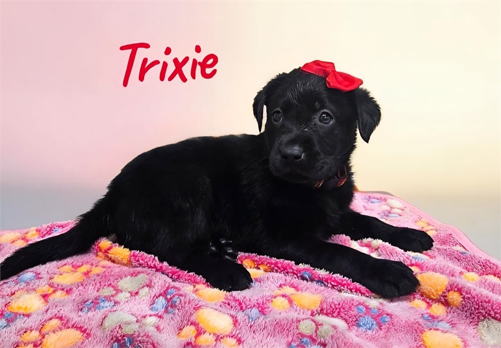 AKC Female Black Lab