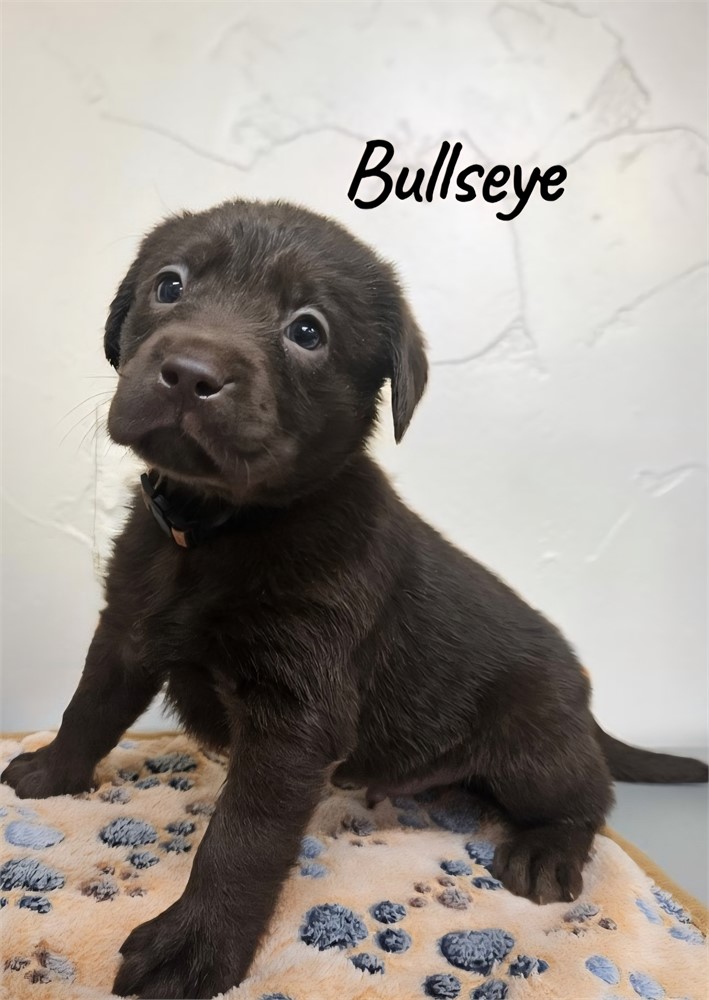 AKC Male Chocolate Lab
