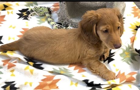 AKC Mini Dachshund Female 1