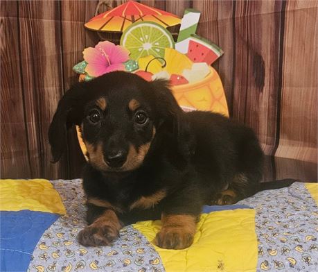 Mini Dachshund - Buddy