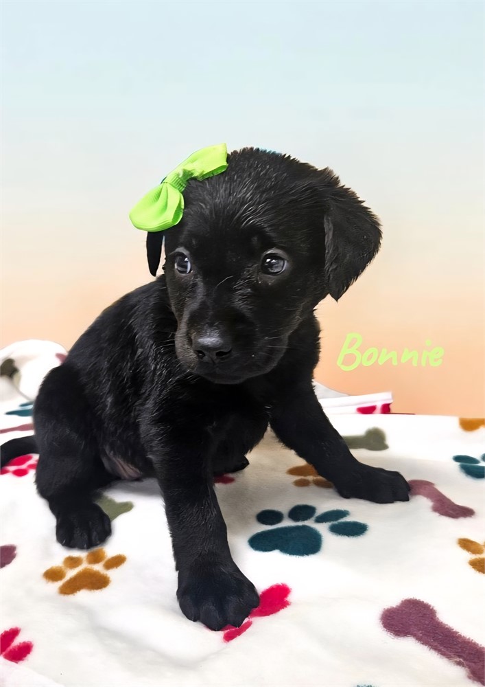 AKC Female Black Lab