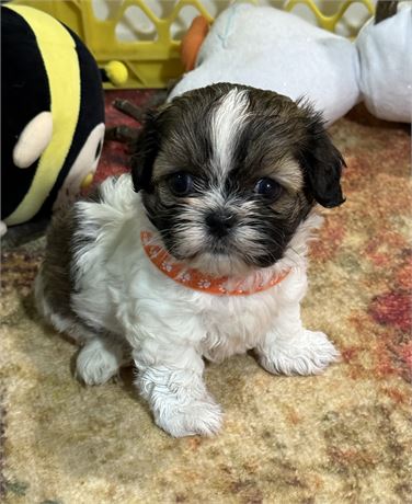 Tiny Chi-Shih