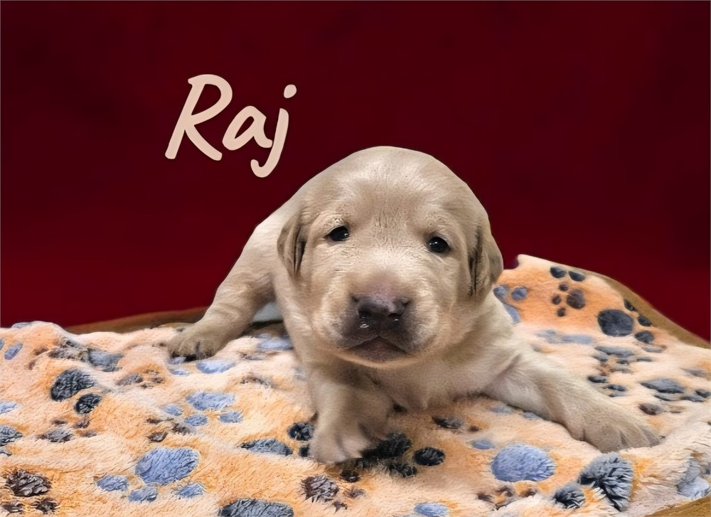 AKC Male Yellow Lab
