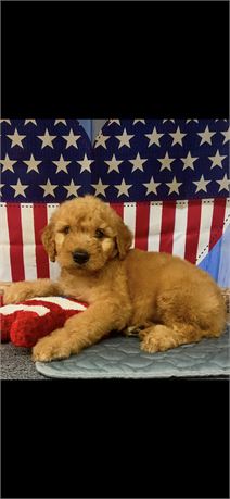 Standard Goldendoodle Male #2