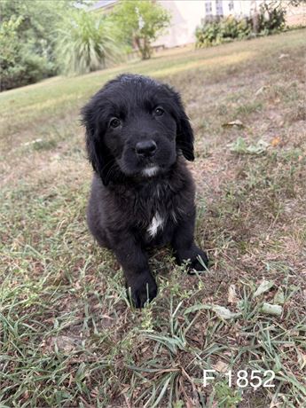Female Golden Mountain Dog