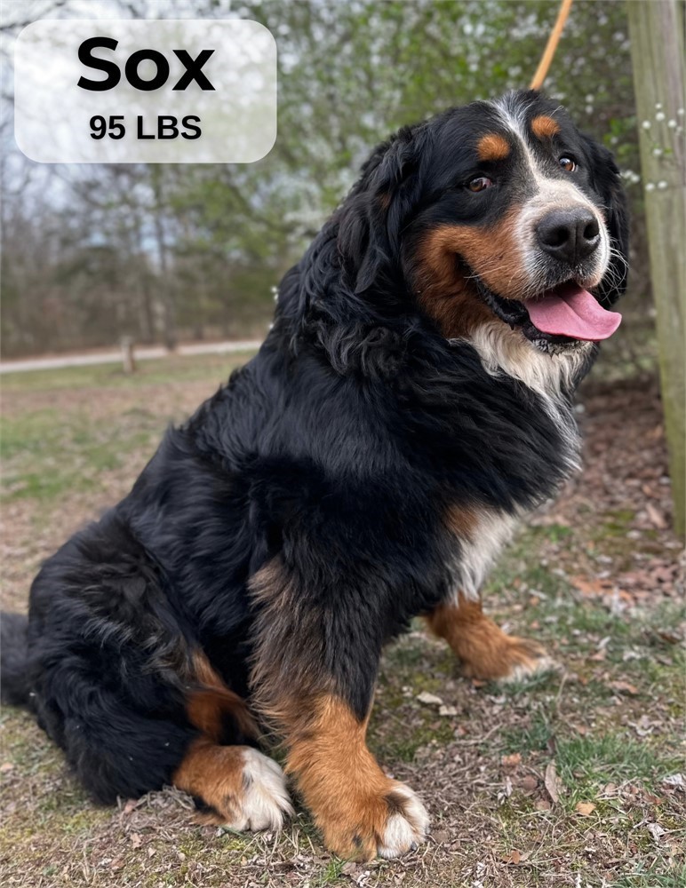 Male Golden Mountain Dog
