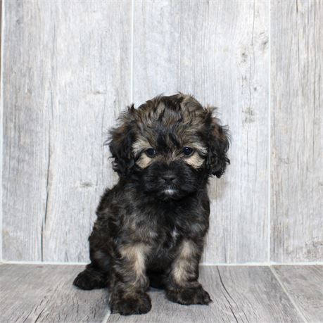 26159-03 Cockapoo