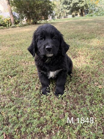Male Golden Mountain Dog