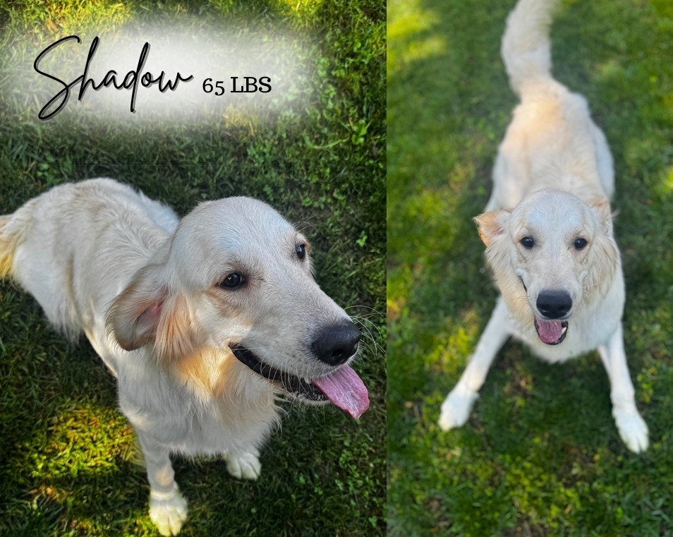 Male Golden Mountain Dog
