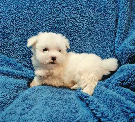 Maltese male