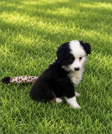 NICE LITTLE MINI AUSSIE