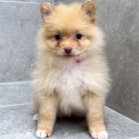 Pomeranian 26273-04
