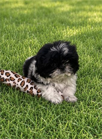 Nice Little Shihtzu (F)