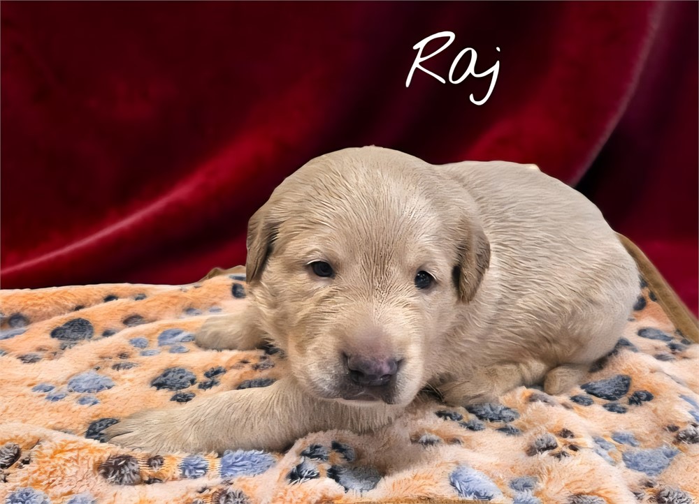 AKC Male Yellow Lab