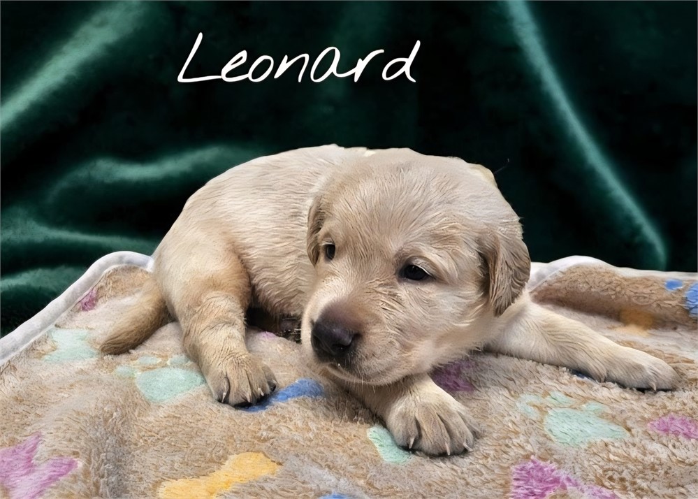 AKC Male Yellow Lab
