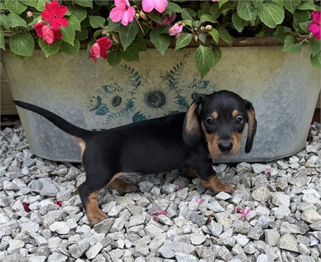 Adorable black & tan Male
