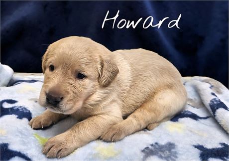 AKC Male Yellow Lab