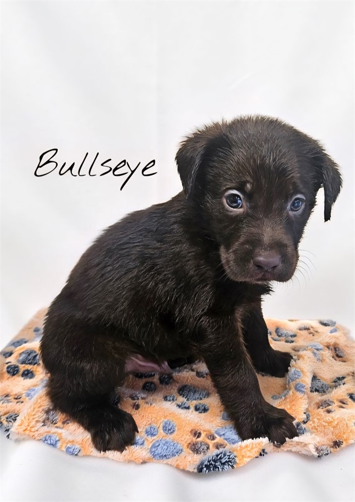 AKC Male Chocolate Lab