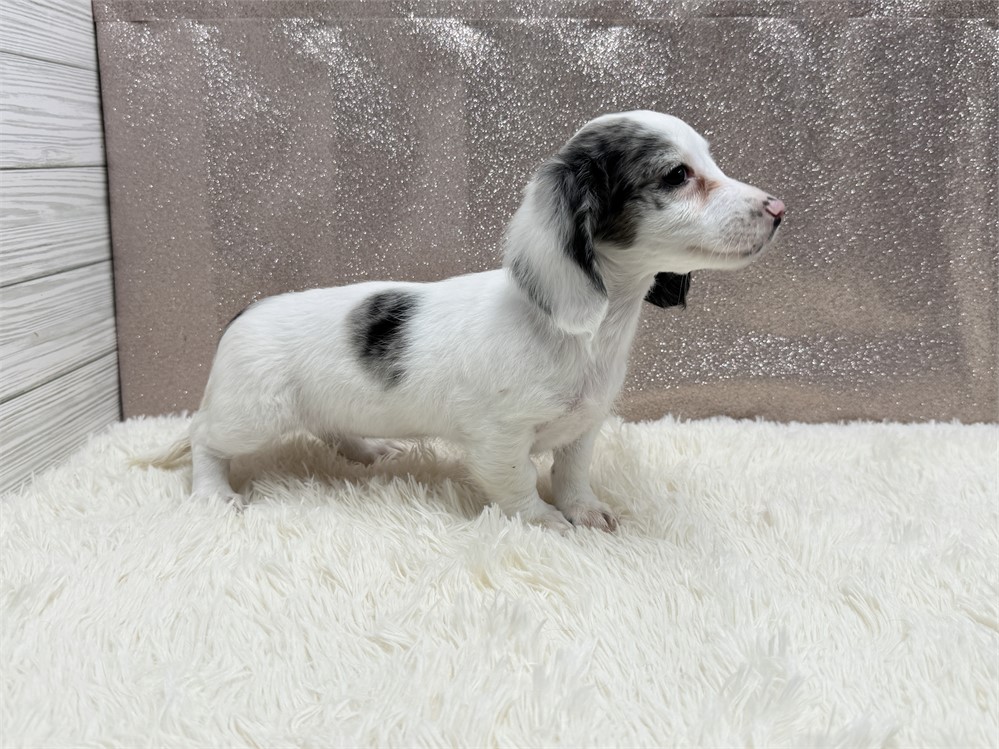 Female Miniature Dachshund- Long Coat