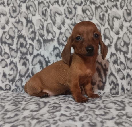 Tiny awesome miniature Dachshund male puppy