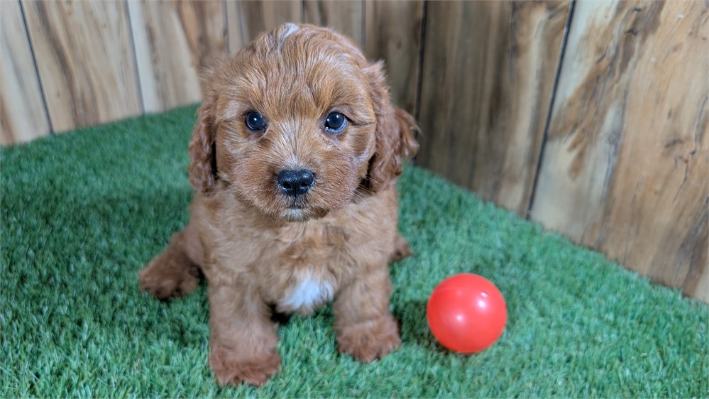 Red Cavapoo Male
