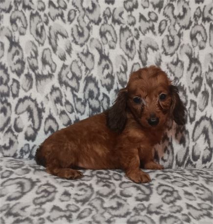 Tiny awesome miniature Dachshund female puppy