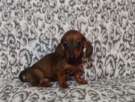Tiny awesome miniature Dachshund female puppy