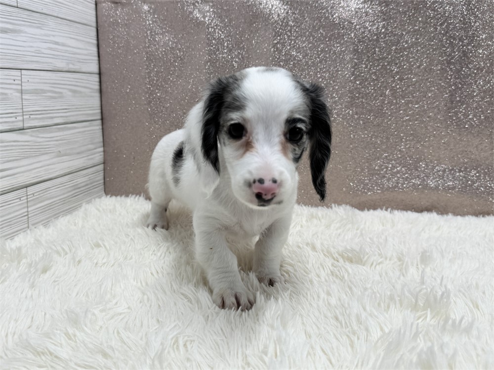 Female Miniature Dachshund- Long Coat