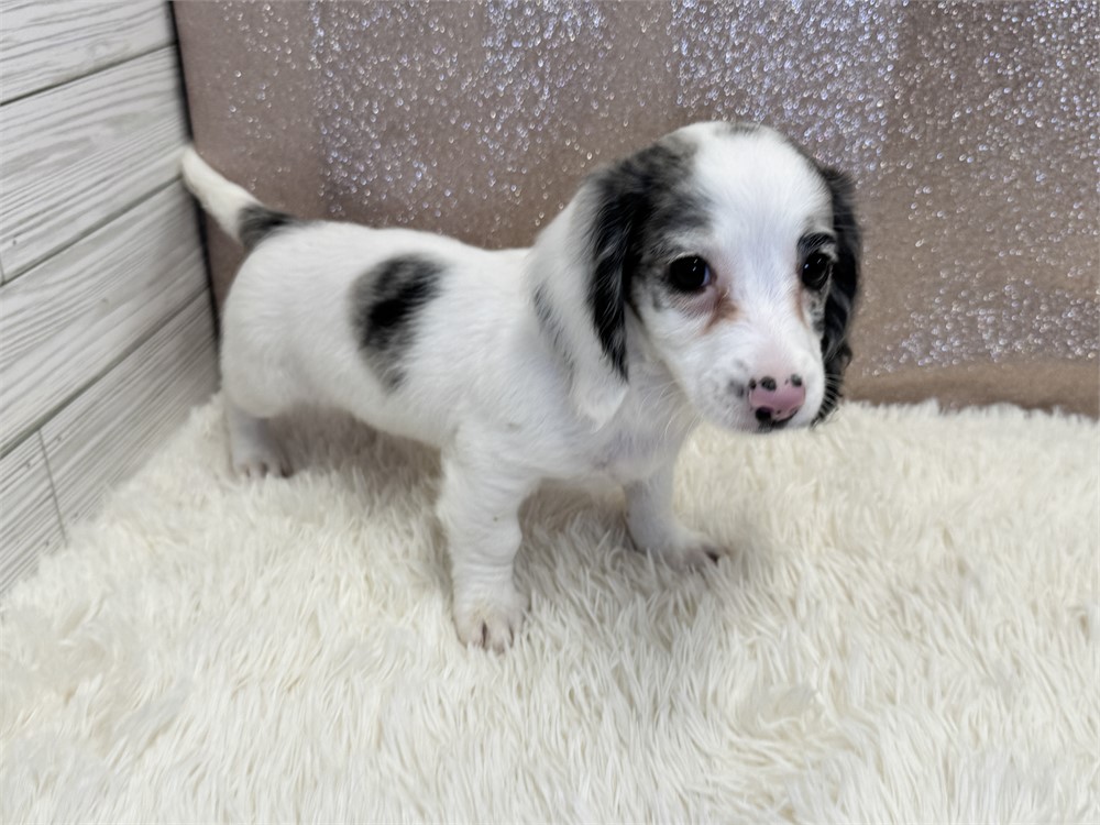 Female Miniature Dachshund- Long Coat