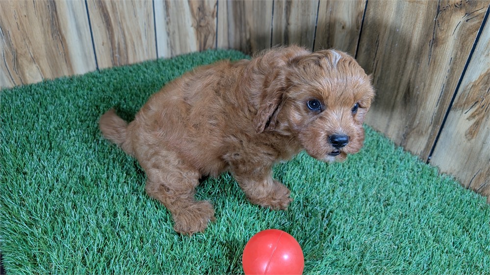 Red Cavapoo Male