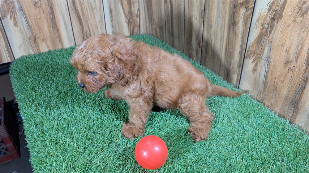 Red Cavapoo Male