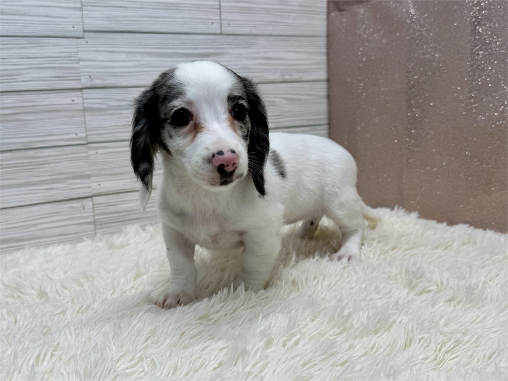 Female Miniature Dachshund- Long Coat